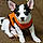 Ziggy