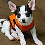 puppy, dog, small_dog, black_and_white, orange_sweater, pet, cute, ears, couch, indoor, animal, sitting, young_dog, fur, paw, looking, adorable, companion, domestic_animal, portrait