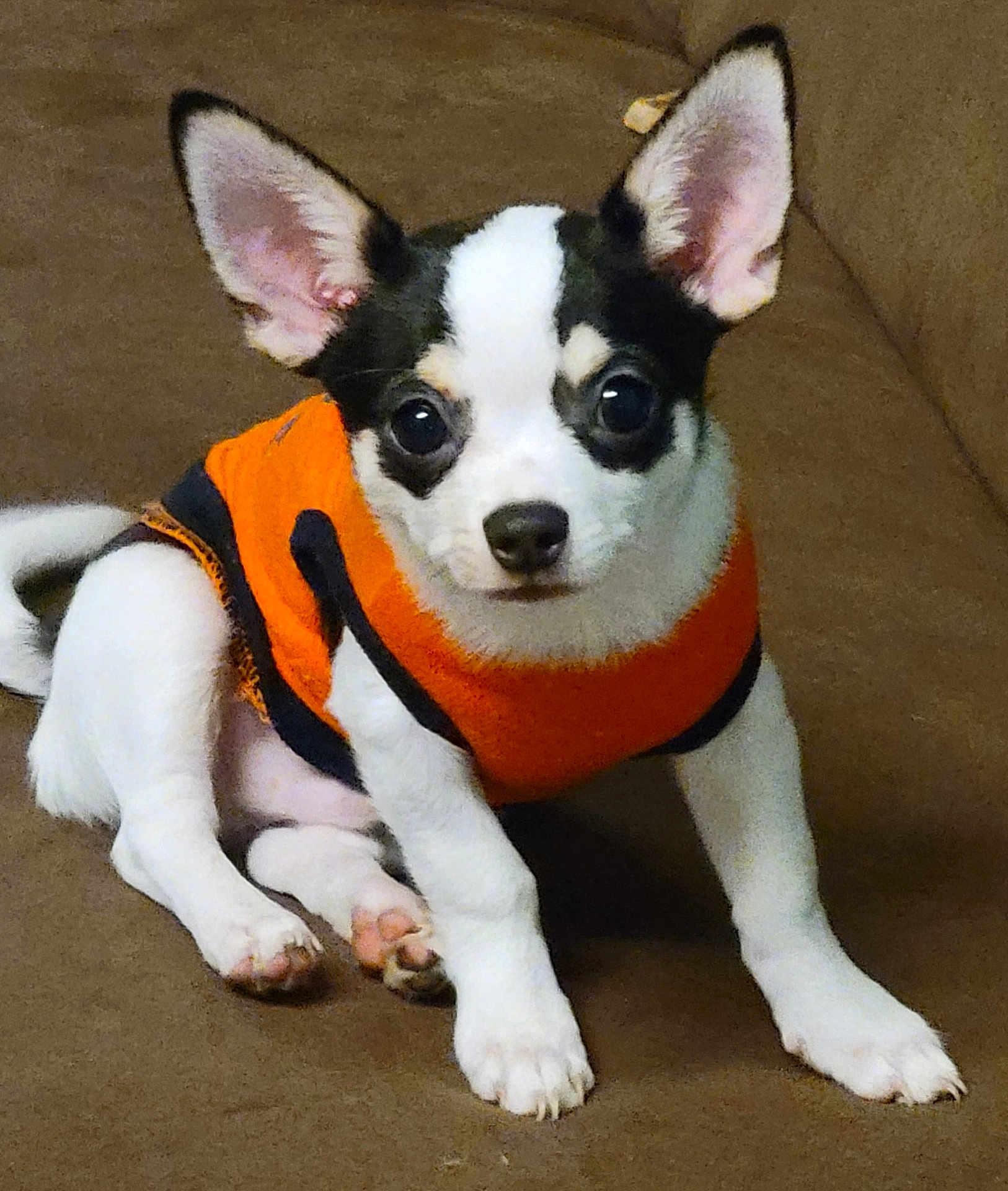 Ziggy joined the competition — help win amazing prizes! puppy, dog, small_dog, black_and_white, orange_sweater, pet, cute, ears, couch, indoor, animal, sitting, young_dog, fur, paw, looking, adorable, companion, domestic_animal, portrait