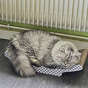 Apie participe au concours pour gagner de l'argent avec cette photo : animal, bed, cat, cozy, domestic, feline, floor, fluffy, fur, gray, home, indoor, pet, quiet, radiator, relaxed, resting, scratcher, sleeping, striped
