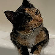 Hazel Grace is registered to the contest to win money with this photo: animal, calico, cat, close_up, collar, curious, cute, domestic_cat, feline, fur, green_eyes, head_tilt, indoor, looking_up, paws, pet, portrait, sitting, whiskers, white_paws