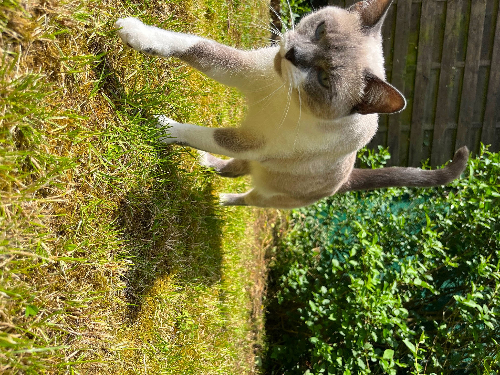 Bouboule a rejoint le concours — aidez-le/la à gagner de superbes lots ! canidae, carnivore, cat, companion_dog, dog_breed, domestic_short_haired_cat, fawn, felidae, fur, grass, groundcover, paw, plant, small_to_medium_sized_cats, snout, sporting_group, tail, terrestrial_animal, tree, whiskers