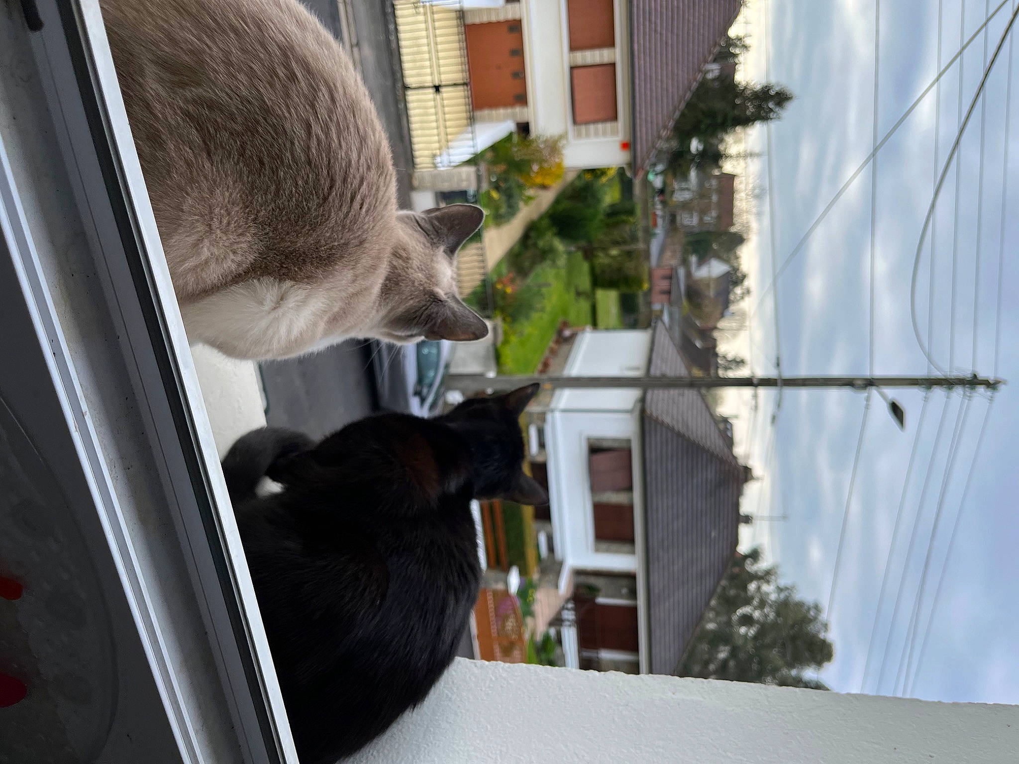 Bouboule participe au concours pour gagner de l'argent avec cette photo : building, carnivore, cat, cloud, domestic_short_haired_cat, electricity, facade, felidae, fur, house, palm_tree, plant, sky, small_to_medium_sized_cats, snout, tail, tree, whiskers, wildlife, window