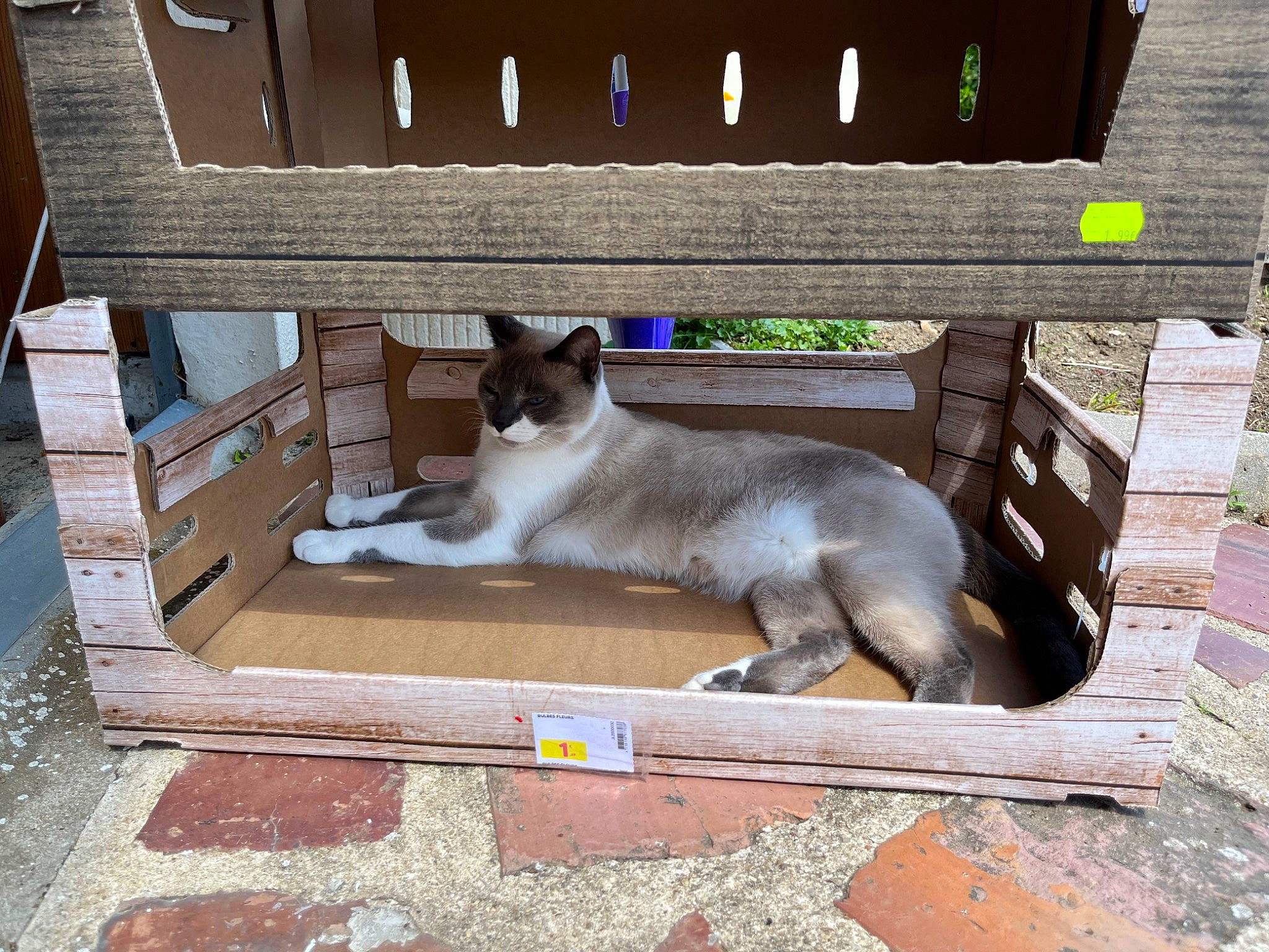 Bouboule participe au concours pour gagner de l'argent avec cette photo : bench, carnivore, cat, comfort, domestic_short_haired_cat, fawn, felidae, flooring, fur, hardwood, outdoor_bench, outdoor_furniture, rectangle, shade, siamese, small_to_medium_sized_cats, tail, whiskers, window, wood