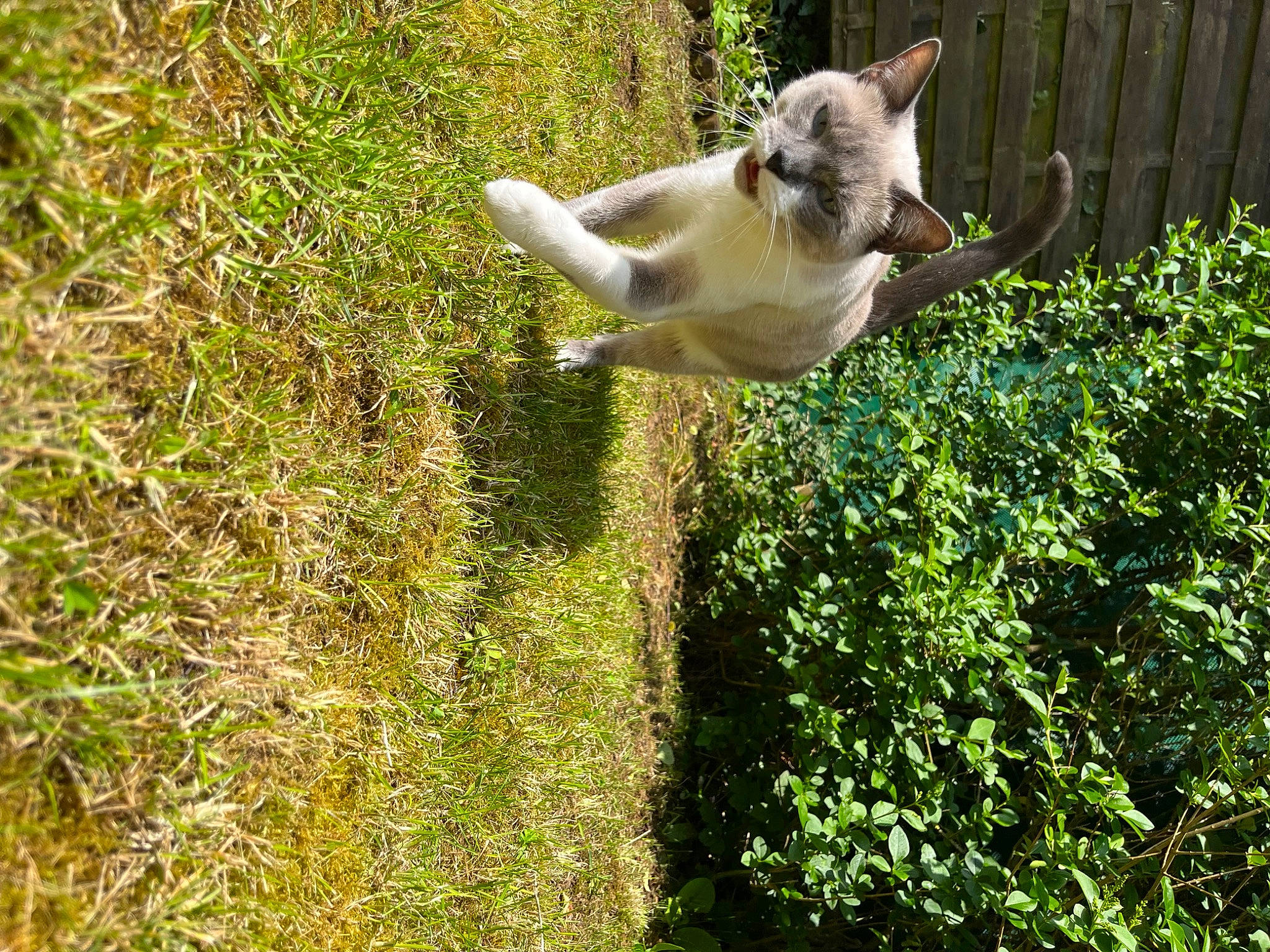 Bouboule a rejoint le concours — aidez-le/la à gagner de superbes lots ! canidae, carnivore, cat, companion_dog, dog_breed, fawn, felidae, fence, fur, garden, grass, groundcover, pasture, plant, shrub, small_to_medium_sized_cats, sporting_group, tail, tree, whiskers