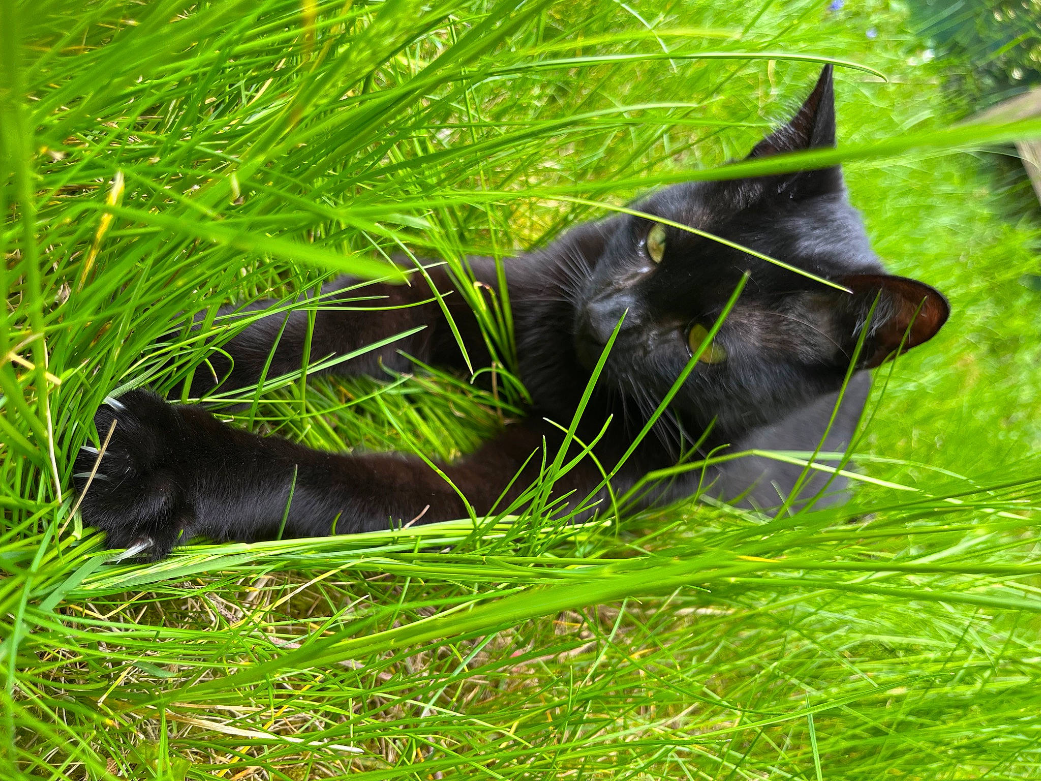 Loulou participe au concours pour gagner de l'argent avec cette photo : black_cat, carnivore, cat, dog_breed, domestic_short_haired_cat, fawn, felidae, fur, grass, grass_family, grassland, groundcover, plant, small_to_medium_sized_cats, snout, sporting_group, tail, terrestrial_animal, tree, whiskers