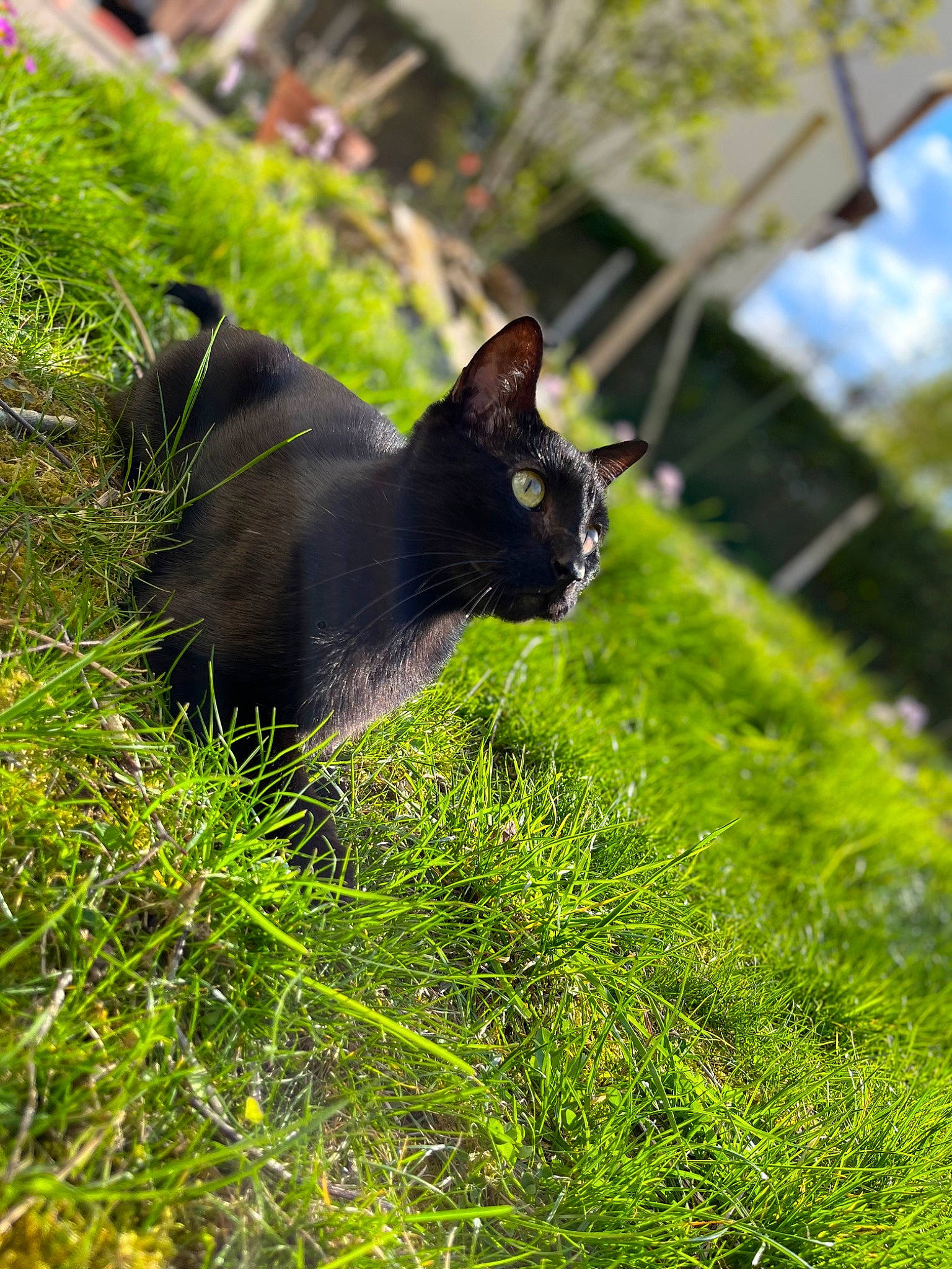 Loulou participe au concours pour gagner de l'argent avec cette photo : black_cat, bombay, carnivore, cat, domestic_short_haired_cat, felidae, fur, garden, grass, grassland, groundcover, plant, shrub, small_to_medium_sized_cats, tail, terrestrial_animal, tree, whiskers, wildlife, yard