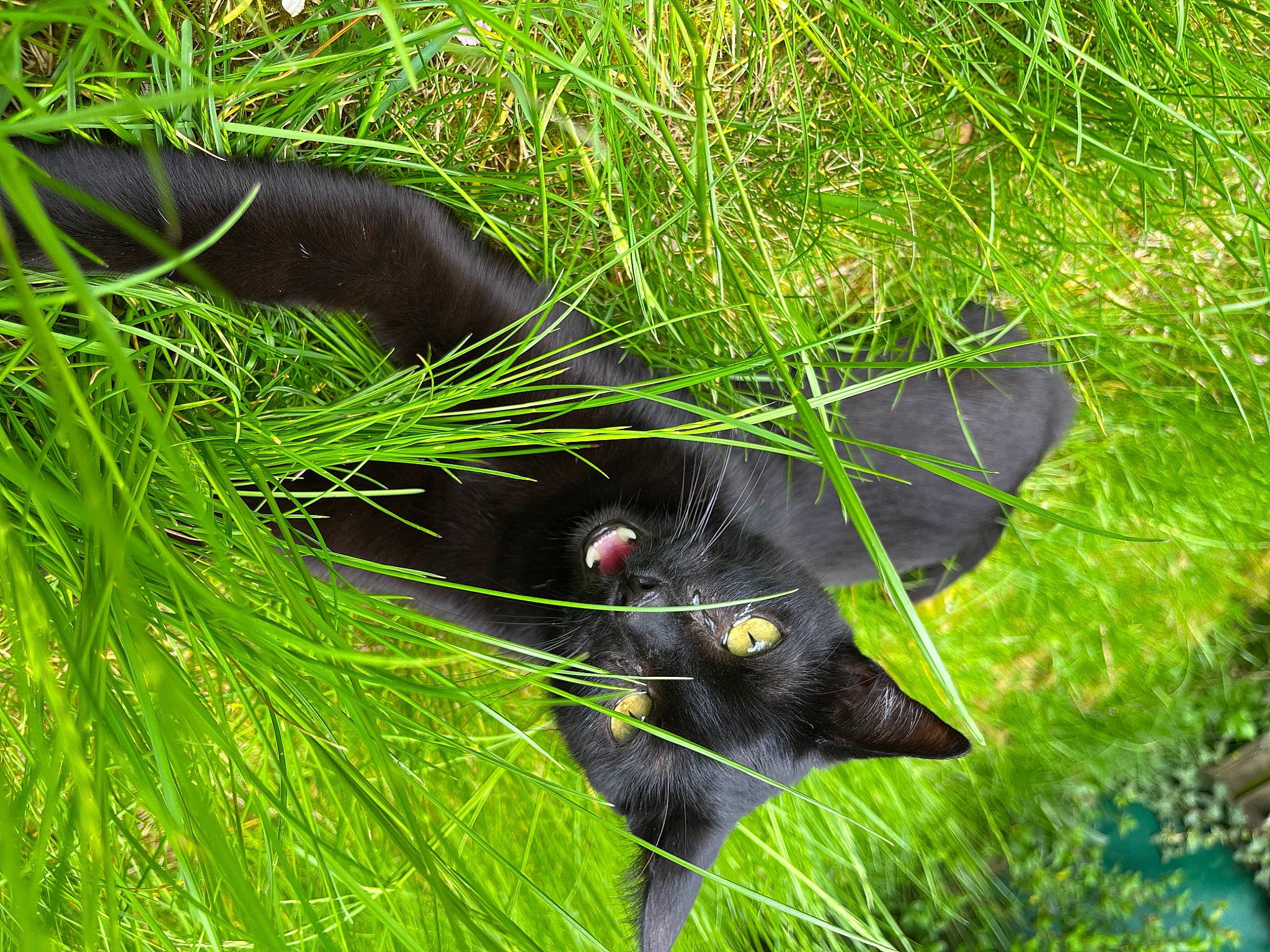 Loulou a rejoint le concours — aidez-le/la à gagner de superbes lots ! aquatic_plant, black_cat, carnivore, cat, conifer, domestic_short_haired_cat, felidae, flowering_plant, fur, grass, groundcover, plant, small_to_medium_sized_cats, snout, tail, terrestrial_animal, terrestrial_plant, tree, vegetation, whiskers