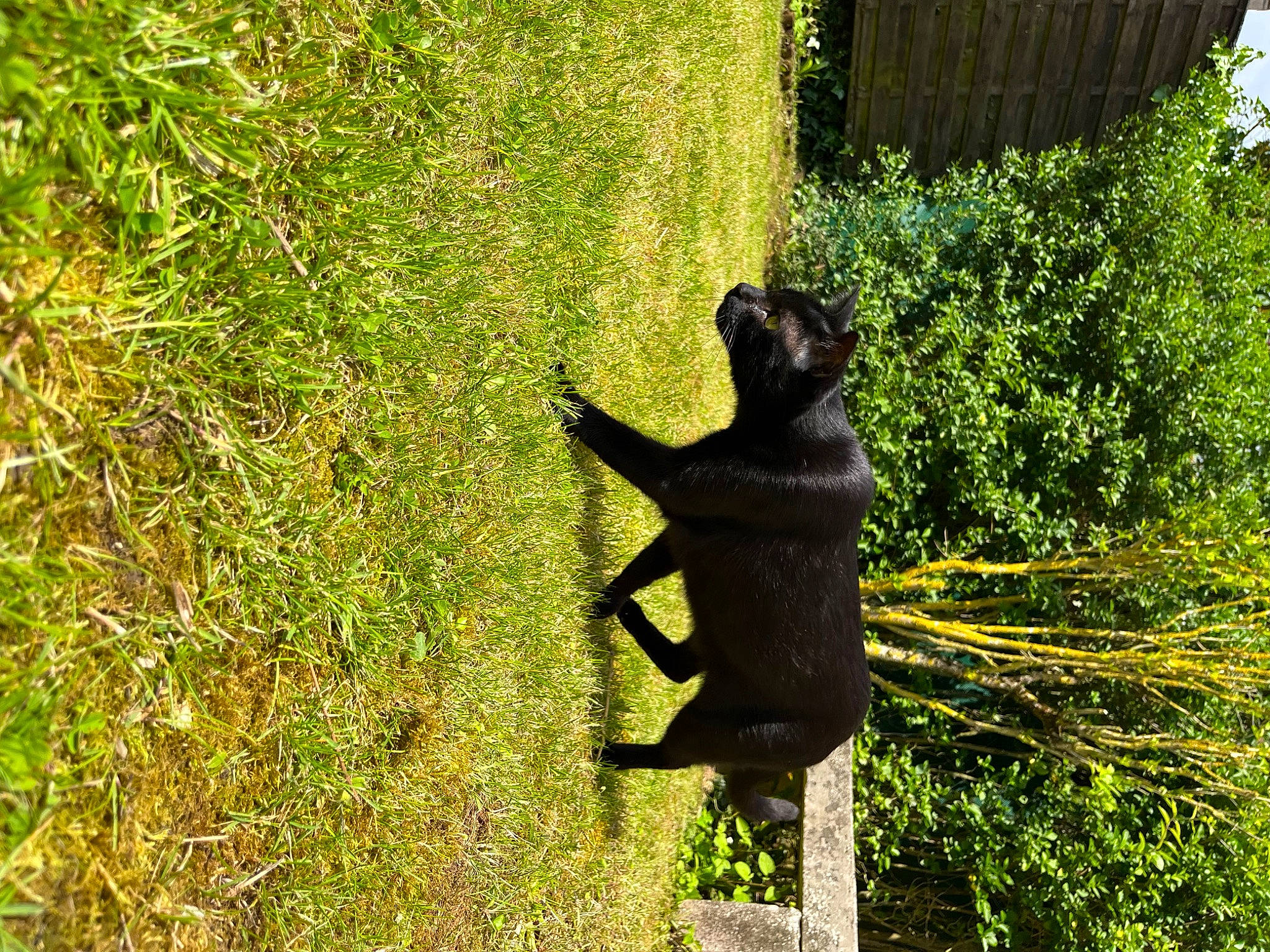 Loulou participe au concours pour gagner de l'argent avec cette photo : amphibian, forest, grass, grass_family, lawn, lawn_ornament, macaque, people_in_nature, plant, sculpture, shade, shadow, shrub, statue, sunlight, tail, terrestrial_animal, trunk, wildlife, wood
