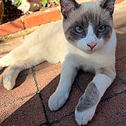 Ollie is registered to the contest to win money with this photo: cat, blue_eyes, feline, outdoor, sunlight, brick_patio, relaxed, close_up, whiskers, paw, shadow, nature, pet, animal, cute, fur, daylight, resting, mammal, curious