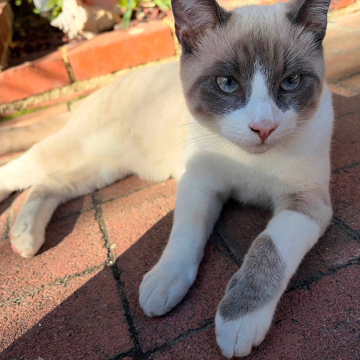 Ollie is registered to the contest to win money with this photo: animal, blue_eyes, brick_patio, cat, close_up, curious, cute, daylight, feline, fur, mammal, nature, outdoor, paw, pet, relaxed, resting, shadow, sunlight, whiskers