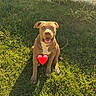 dog, puppy, brown_dog, sitting, grass, outdoors, backyard, pool, patio, pet, animal, canine, portrait, happy, open_mouth, collar, heart_sticker, text_overlay, smartphone_screenshot, summer