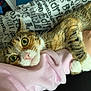 Bella joined the competition — help win amazing prizes! affectionate, animal, arm, cat, claw, close_up, cute, feline, fur, green_eyes, indoor, pattern, paw, person, pet, pink_clothing, sleeve, tabby, textile, whiskers