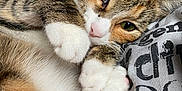 Bella is registered to the contest to win money with this photo: animal, cat, close_up, cozy, cute, domestic_cat, feline, fur, green_eyes, indoors, lying_down, nose, paw, pet, resting, sleepy, soft, tabby, whiskers, white_paws