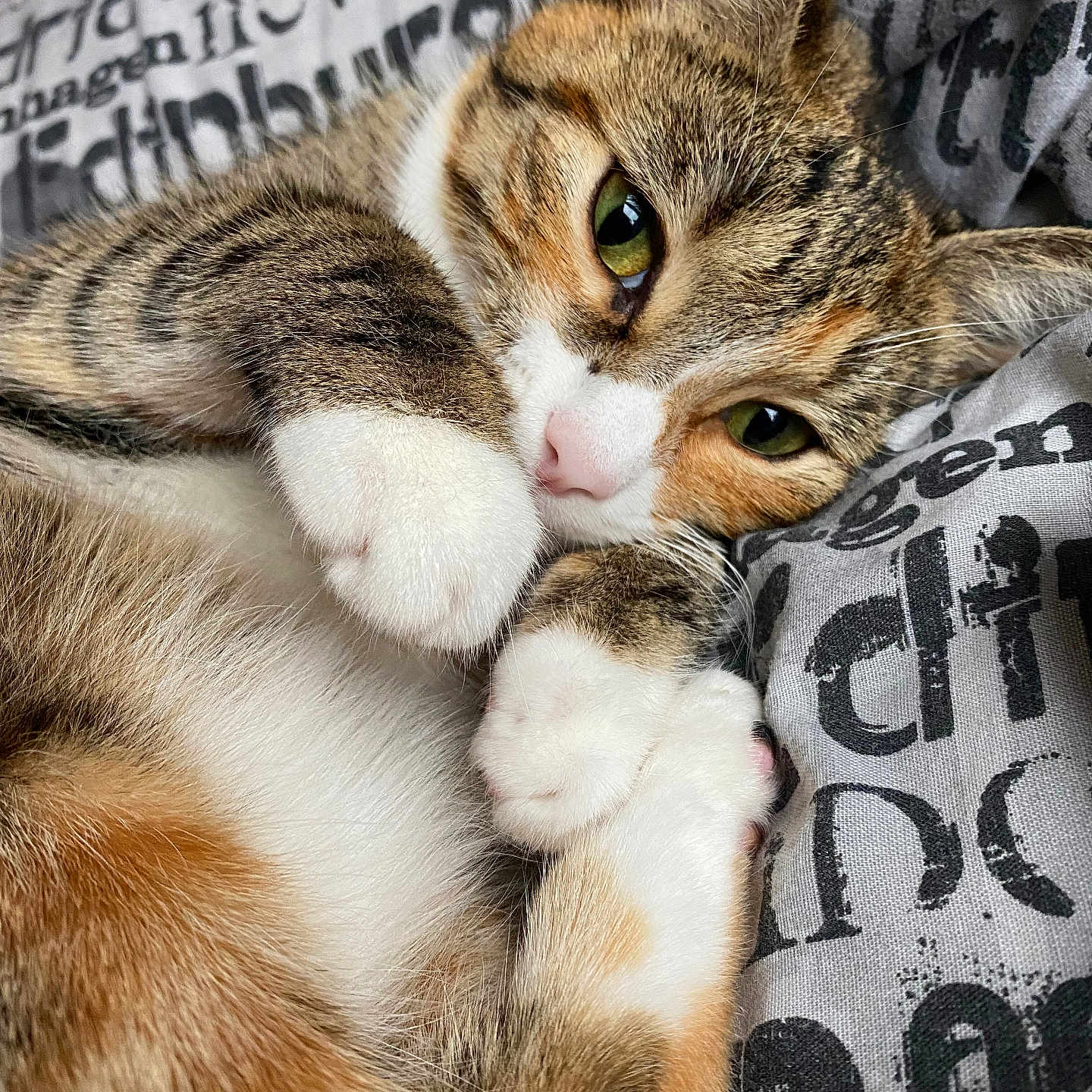 Bella is registered to the contest to win money with this photo: animal, cat, close_up, cozy, cute, domestic_cat, feline, fur, green_eyes, indoors, lying_down, nose, paw, pet, resting, sleepy, soft, tabby, whiskers, white_paws