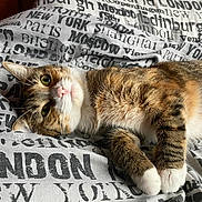 Bella is registered to the contest to win money with this photo: animal, bed, bedding, cat, closeup, cozy, cute, feline, fur, home, indoor, looking, paws, pet, portrait, relaxed, resting, tabby_cat, text_print, whiskers