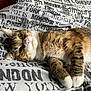 animal, bed, bedding, cat, closeup, cozy, cute, feline, fur, home, indoor, looking, paws, pet, portrait, relaxed, resting, tabby_cat, text_print, whiskers