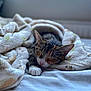 Bella is registered to the contest to win money with this photo: animal, bed, blanket, cat, comfort, cozy, cute, fur, indoor, paw, pet, pink_nose, relaxation, resting, sleeping, soft, tabby_cat, warm, whiskers, window_light
