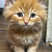 Garfield is registered to the contest to win money with this photo: kitten, cat, orange_cat, fluffy, fur, pet, animal, cute, indoor, floor, whiskers, young, small, mammal, domestic_cat, face, eyes, paws, closeup, portrait