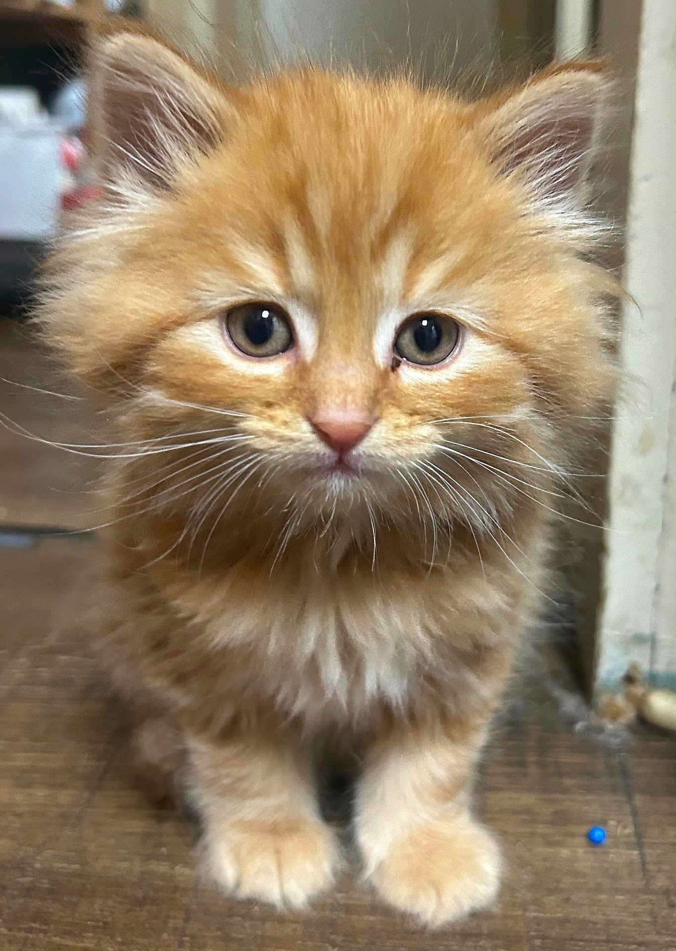Garfield is registered to the contest to win money with this photo: kitten, cat, orange_cat, fluffy, fur, pet, animal, cute, indoor, floor, whiskers, young, small, mammal, domestic_cat, face, eyes, paws, closeup, portrait