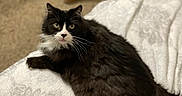 Operah is registered to the contest to win money with this photo: cat, black_and_white, fluffy, indoor, blanket, carpet, shoes, scratching_post, furniture, pet, relaxed, fur, whiskers, bed, cozy, animal, domestic, looking_at_camera, laying_down, curious