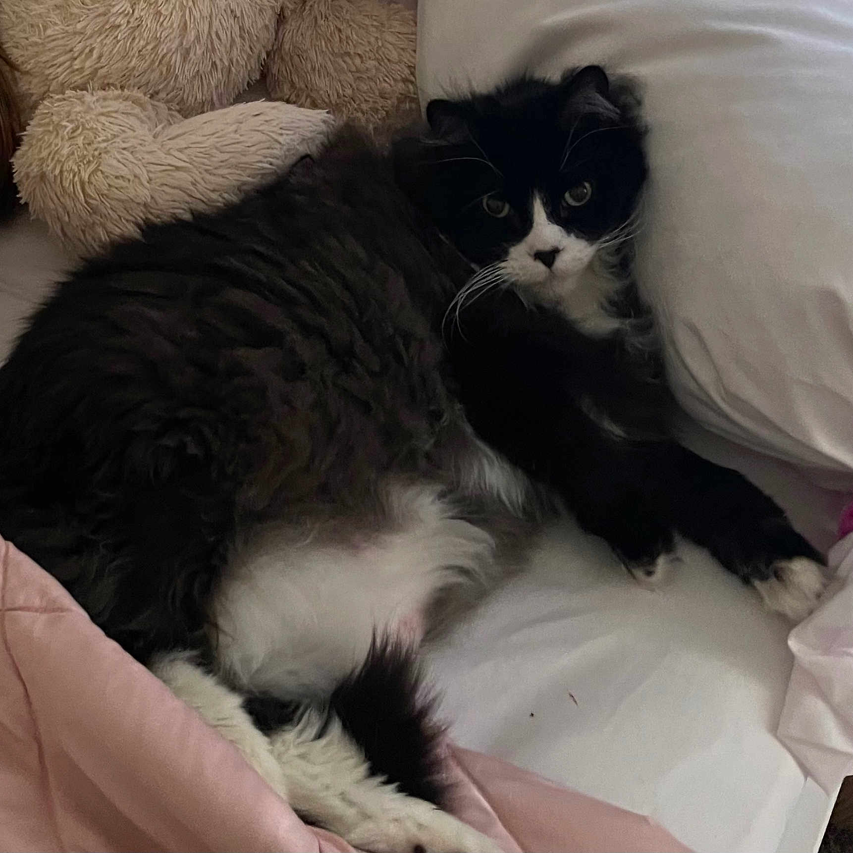 Operah joined the competition — help win amazing prizes! cat, black_and_white, fluffy, bed, pillow, blanket, indoor, pet, resting, fur, cute, animal, cozy, relaxing, whiskers, sleeping_area, domestic, soft, comfort, curious
