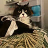 Operah joined the competition — help win amazing prizes! cat, tuxedo_cat, black_and_white, money, twenty_dollar_bills, ribbon, bow, pearl_necklace, indoor, furniture, table, currency, animal, pet, domestic_cat, close_up, portrait, cute, luxury, relaxed