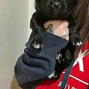 Piper joined the competition — help win amazing prizes! puppy, dog, black_dog, pet, animal, portrait, close_up, held, person, paw, floppy_ears, dark_fur, indoors, doorway, hoodie, red_clothing, sleeve, cute, companion_animal, photography