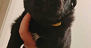 Piper joined the competition — help win amazing prizes! puppy, dog, black_fur, pet, animal, portrait, close_up, being_held, yellow_collar, floppy_ears, brown_eyes, indoor, home, wall, human_hand, cute, young_dog, front_view, photography, companion_animal