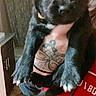 Piper is registered to the contest to win money with this photo: puppy, dog, black_dog, fluffy, long_hair, pet, animal, portrait, indoor, person, tattoo, red_shirt, holding, cuddle, close_up, paws, claws, looking_at_camera, tile_floor, home
