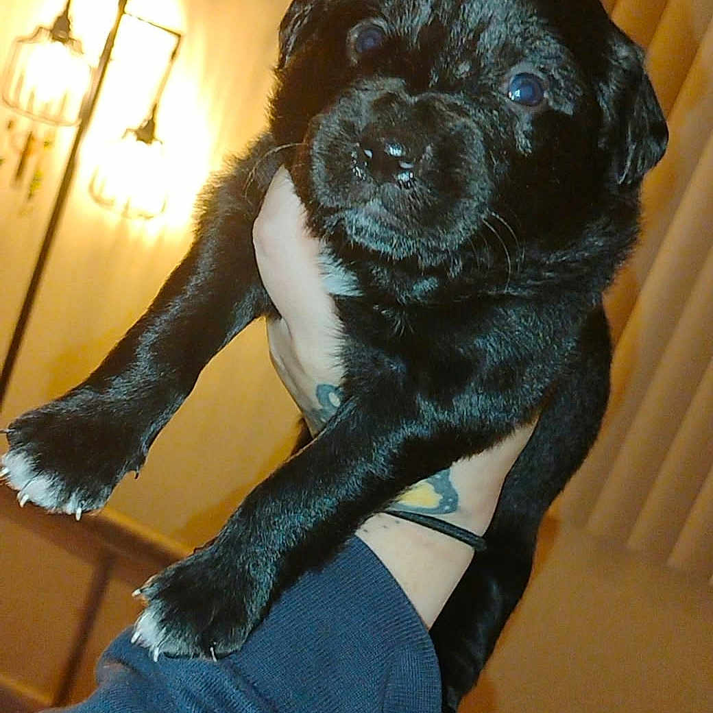 Piper