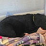 Piper joined the competition — help win amazing prizes! puppy, dog, black_dog, sleeping, curled_up, pet, animal, canine, blanket, fleece, colorful, cozy, indoors, bed, resting, nap, closed_eyes, collar, soft, cute