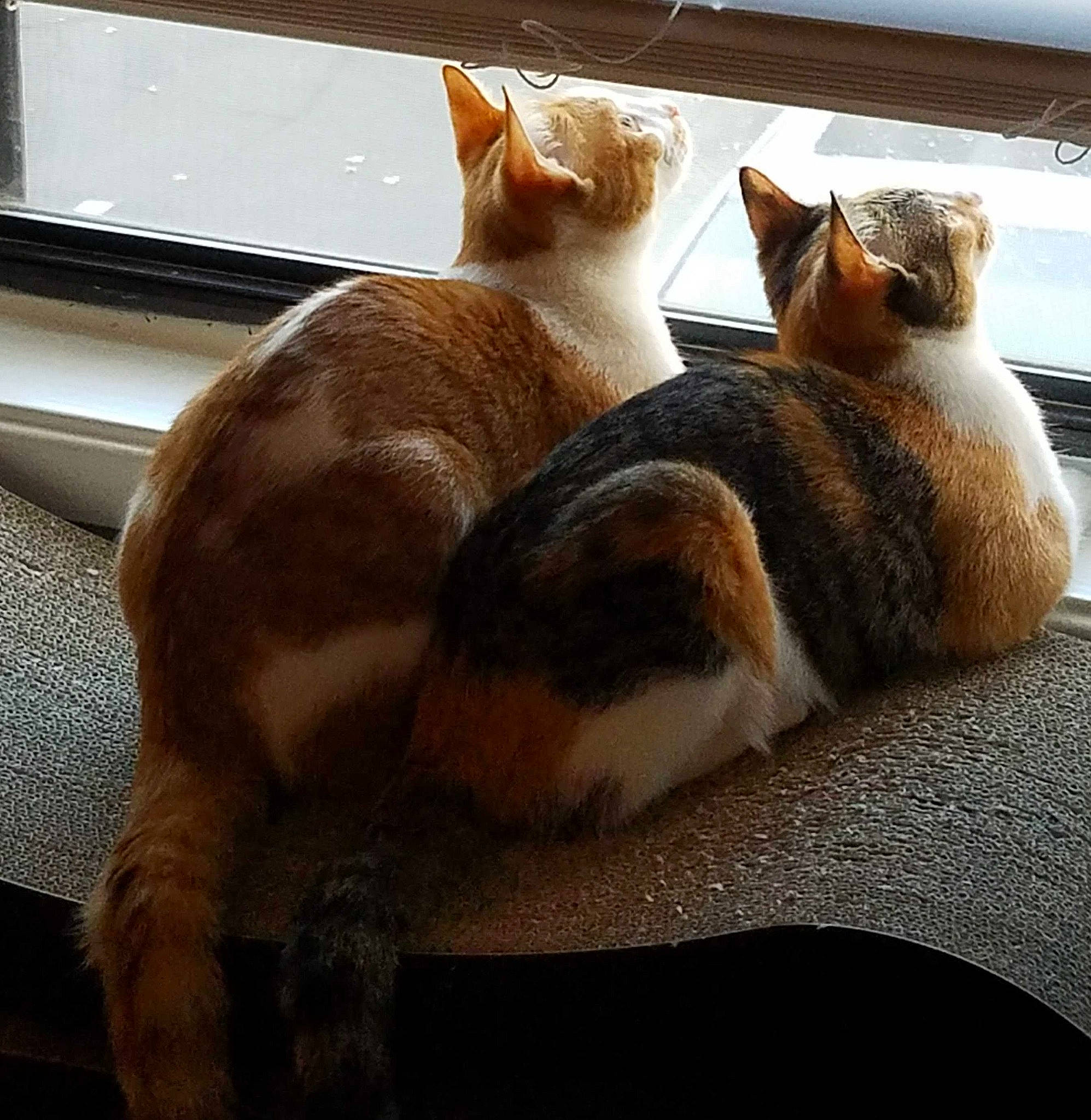 Weeble And Wobble is registered to the contest to win money with this photo: asian, carnivore, cat, ear, european_shorthair, fawn, felidae, fur, kitten, mammal, paw, small_to_medium_sized_cats, tabby_cat, tail, whiskers, window, wood