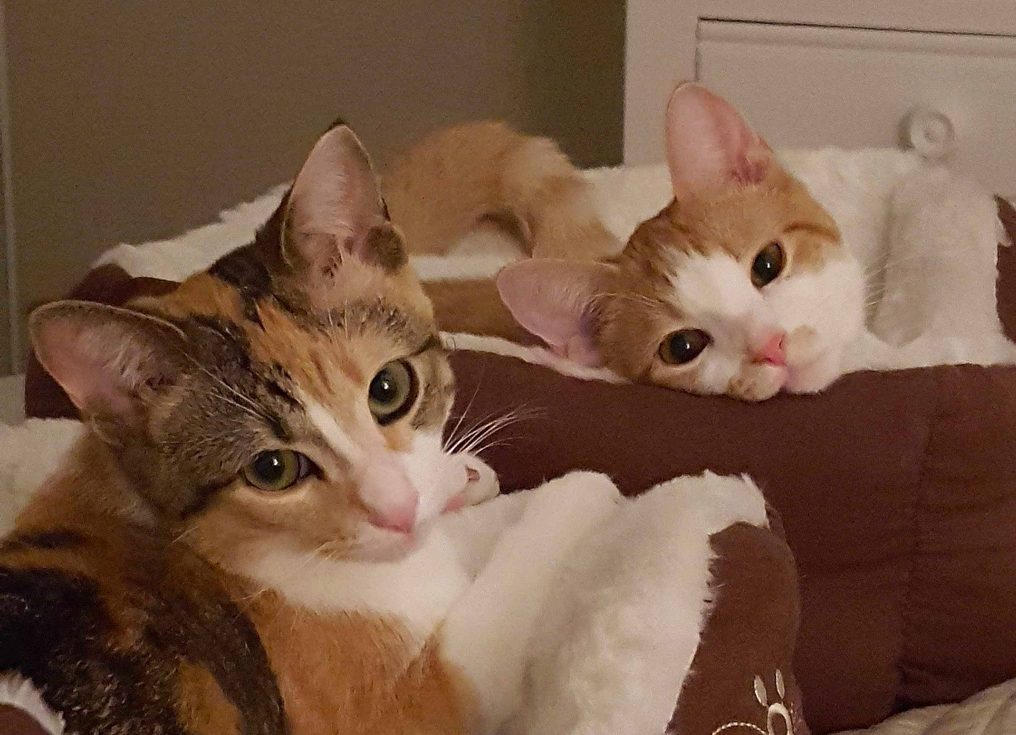 Weeble And Wobble joined the competition — help win amazing prizes! aegean_cat, american_wirehair, arabian_mau, asian, australian_mist, burmilla, carnivore, cat, domestic_short_haired_cat, european_shorthair, fawn, felidae, german_rex, kitten, mammal, oriental_longhair, singapura, small_to_medium_sized_cats, vertebrate, whiskers