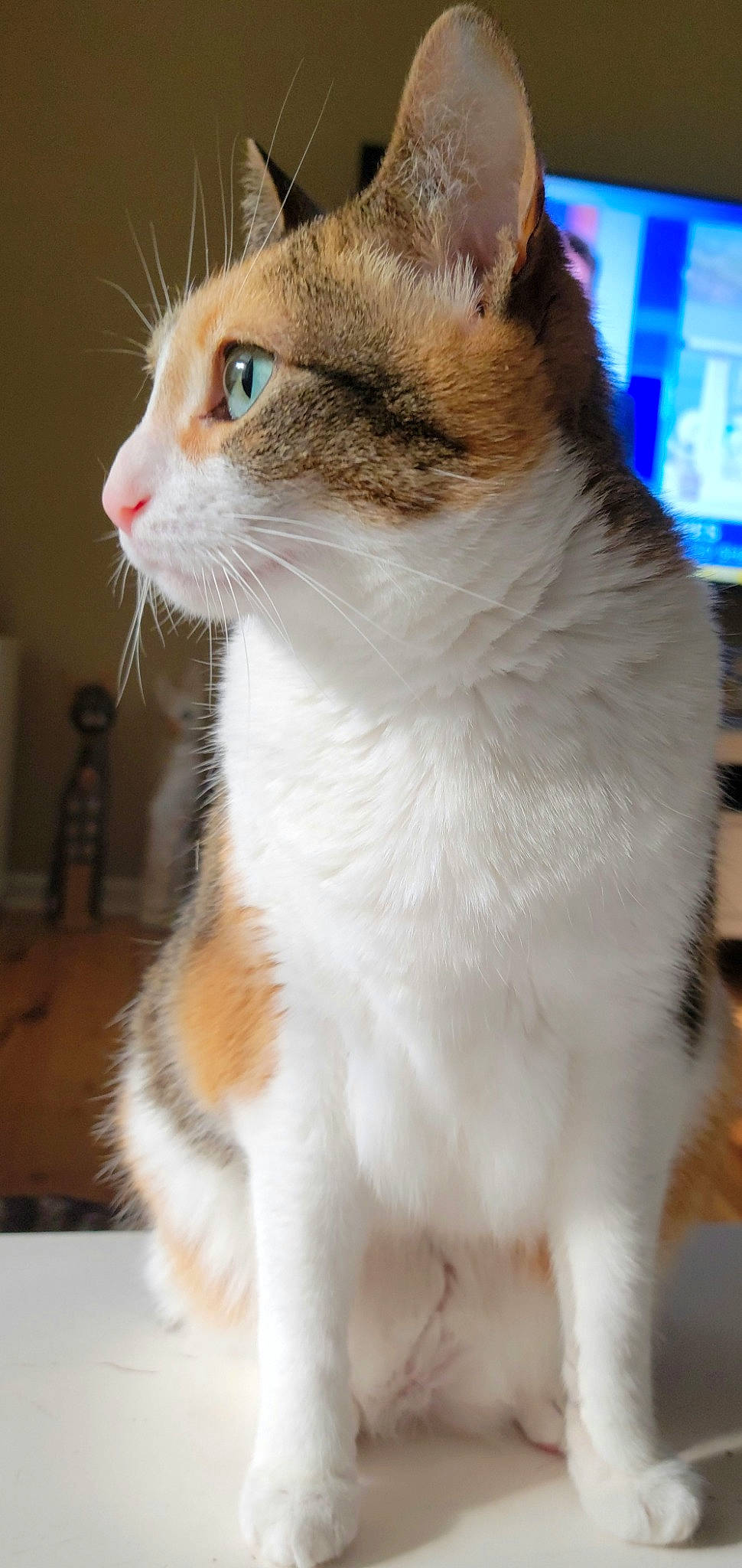 Weeble is registered to the contest to win money with this photo: carnivore, cat, collar, domestic_short_haired_cat, fawn, felidae, fur, paw, pet_supply, small_to_medium_sized_cats, snout, tail, whiskers