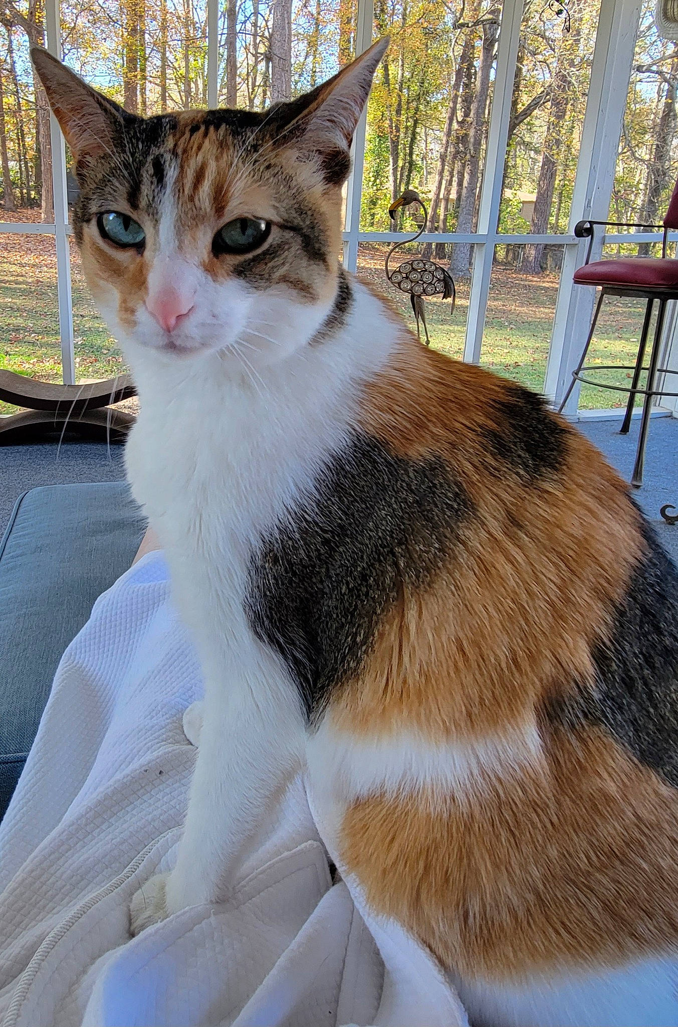 Weeble And Wobble joined the competition — help win amazing prizes! carnivore, cat, domestic_short_haired_cat, fawn, felidae, fence, fur, grass, paw, plant, sitting, sky, small_to_medium_sized_cats, snout, tail, terrestrial_animal, tree, whiskers, wildlife