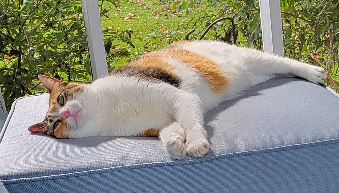 Weeble And Wobble joined the competition — help win amazing prizes! carnivore, cat, claw, collar, comfort, domestic_short_haired_cat, fawn, felidae, foot, fur, grass, mammal, paw, plant, small_to_medium_sized_cats, snout, tail, terrestrial_animal, whiskers, window