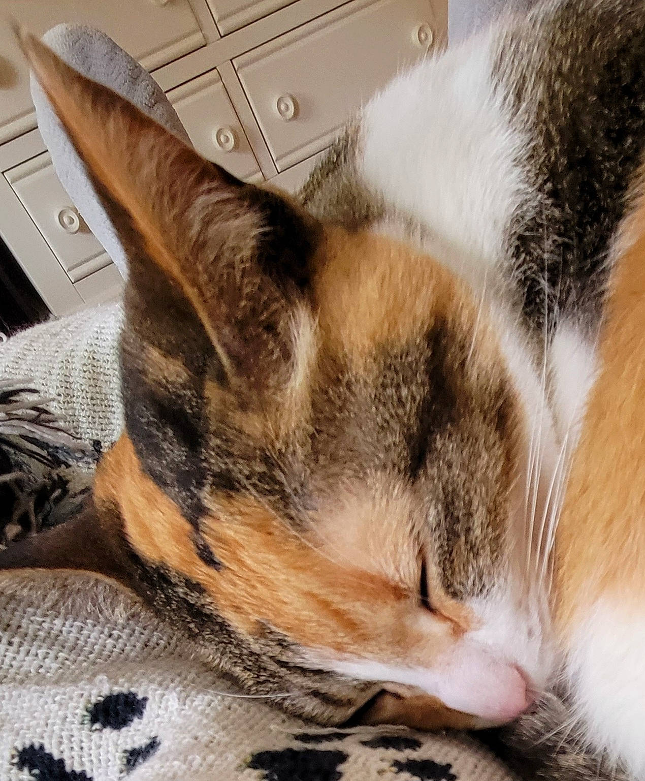 Weeble And Wobble is registered to the contest to win money with this photo: carnivore, cat, chest_of_drawers, claw, comfort, computer_keyboard, domestic_short_haired_cat, felidae, foot, fur, home_appliance, nap, paw, sleep, small_to_medium_sized_cats, snout, square, tail, whiskers, wood