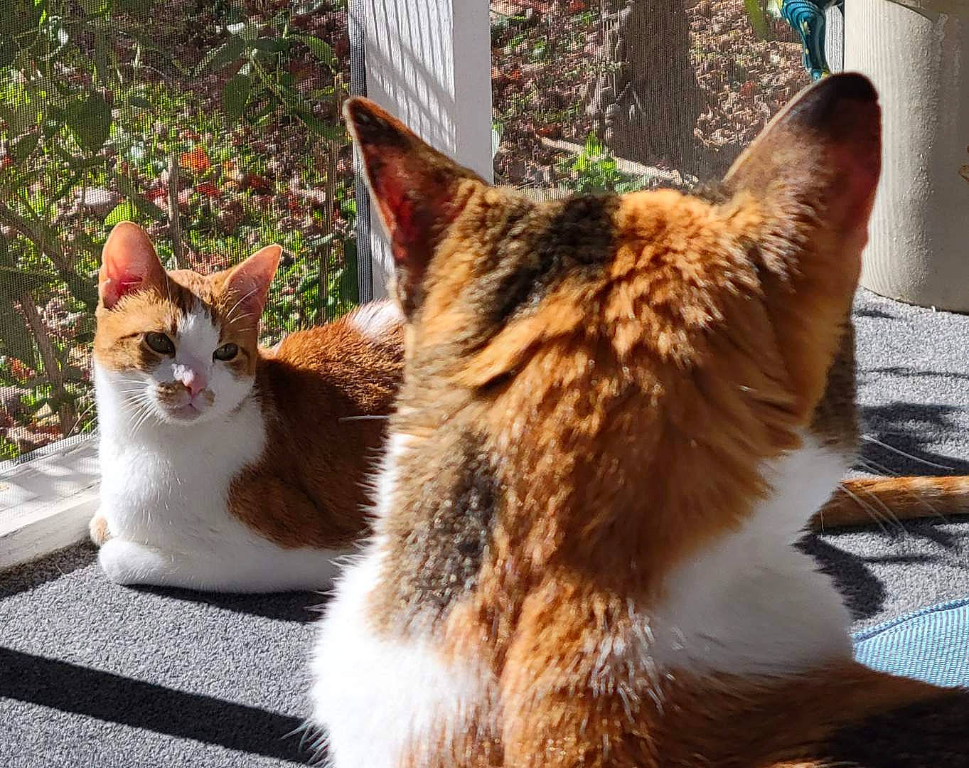 Weeble And Wobble is registered to the contest to win money with this photo: carnivore, cat, domestic_short_haired_cat, eye, fawn, felidae, fur, grass, paw, plant, road_surface, sitting, small_to_medium_sized_cats, snout, tail, terrestrial_animal, tree, whiskers, window, wood