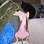 Boogie is registered to the contest to win money with this photo: animal, bed, black_cat, blanket, cat, comfort, cozy, dog, domestic, fur, indoor, lying_down, nap, paw, pet, pillow, relaxation, resting, sleeping, tail