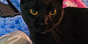 Boogie joined the competition — help win amazing prizes! animal, bed, black_cat, blanket, cat, close_up, cozy, curious, domestic_cat, door, fabric, feline, furniture, home, indoor, looking, pet, soft_lighting, whiskers, yellow_eyes
