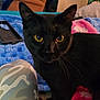 animal, bed, black_cat, blanket, cat, close_up, cozy, curious, domestic_cat, door, fabric, feline, furniture, home, indoor, looking, pet, soft_lighting, whiskers, yellow_eyes