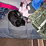 Boogie is registered to the contest to win money with this photo: bed, black_cat, blanket, carpet, cat, dog, dog_lying_down, domestic_animal, furniture, indoor, living_space, pet, pet_bed, pillows, resting, sleeping, soft_furnishings, tucked_in, two_animals, upside_down