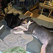 Boogie joined the competition — help win amazing prizes! animal, bed, black_cat, blanket, blanket_pattern, canine, carpet, cozy, dog, domestic, feline, furniture, household_items, indoor, living_room, pet, pillow, relaxation, resting, sleeping