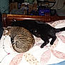 animal, bed, black_cat, blanket, boxes, cat, companion, cozy, cute, domestic, furniture, household_items, indoor, nap, pet, quilt, resting, sleeping, tabby_cat, wood