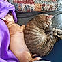 Pookie And Spookie is registered to the contest to win money with this photo: animal_bond, blanket, cat, companion, couch, cozy, cute, dog, domestic_animal, furniture, furry, indoor, pet, pillow, purple, relaxation, resting, sleeping, small_dog, tabby_cat
