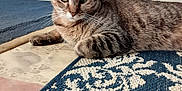 Pookie And Spookie joined the competition — help win amazing prizes! animal, blue_rug, cat, door, ears, eyes, feline, floor, fur, home, indoor, lying_down, patterned_rug, pet, relaxed, rug, tabby, tile_floor, whiskers, white_rug