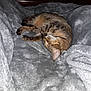 animal, blanket, cat, claws, comfort, cozy, cute, domestic_cat, fur, gray_blanket, indoor, nap, paw, pet, relaxation, resting, sleeping, soft_texture, tabby_cat, whiskers
