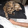 Pookie And Spookie is registered to the contest to win money with this photo: animal, bed, blanket, cat, close_up, comfort, cozy, curled_up, fur, home, human_arm, indoor, pet, pillow, quiet, relaxed, resting, sleeping, striped, tabby_cat