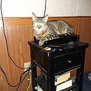 Pookie And Spookie is registered to the contest to win money with this photo: books, cables, carpet, cat, cords, drawer, electronic_device, feline, flash_reflection, furniture, household, indoor, living_room, pet, power_strip, resting, tabby, table, technology, wood_paneling